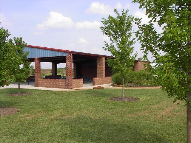 A majestic green tree with extensive leaves